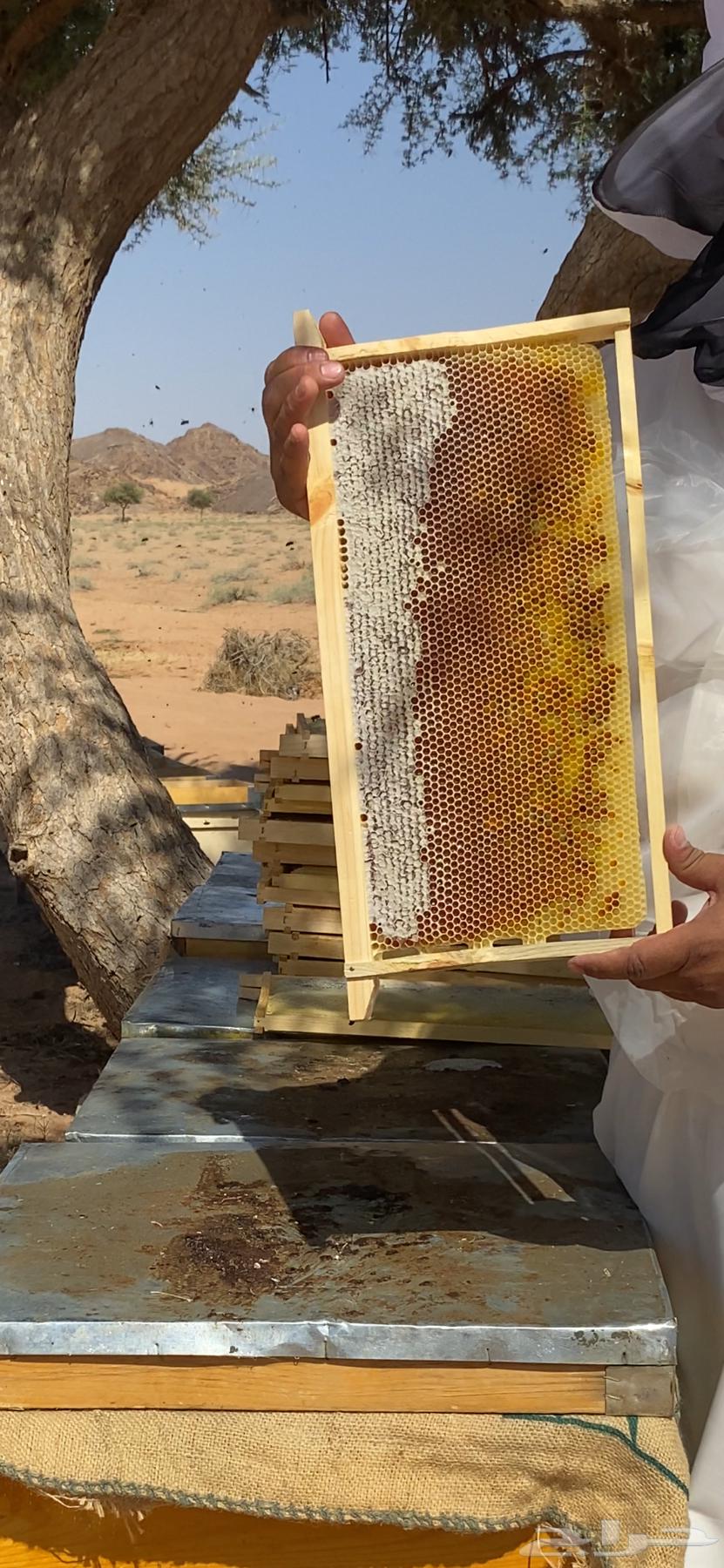 Hail Sidr Honey, Don't Pay a Single Riyal63679655799554110