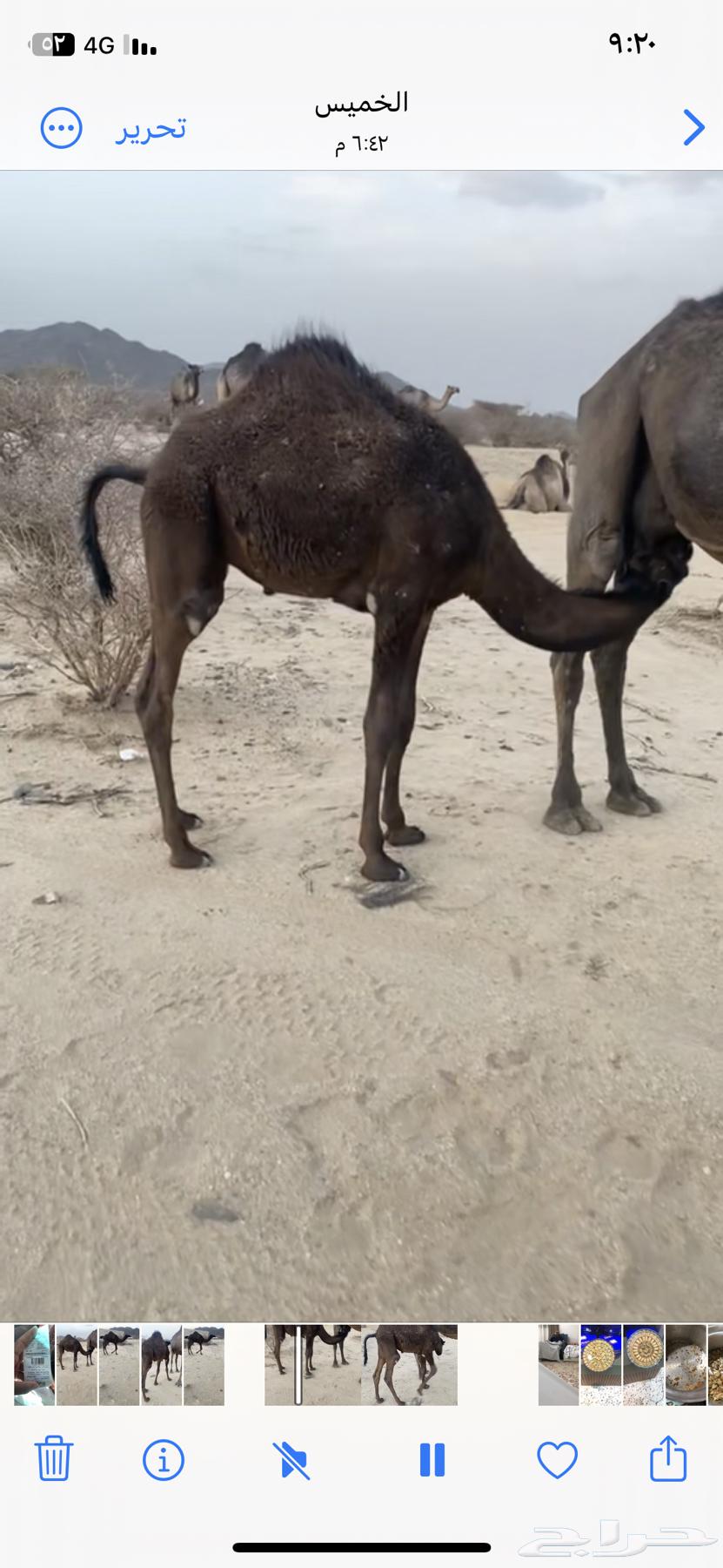 قعود للبيع63678560741506111