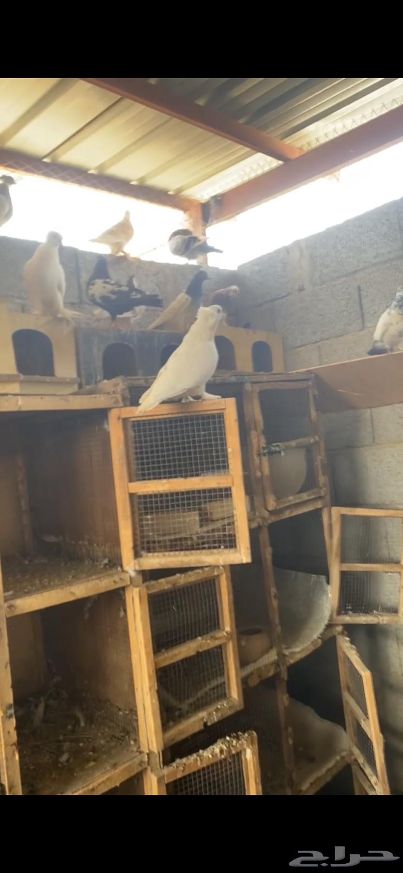 محاكر وحمام للبيع مشاءلله63678832472451114
