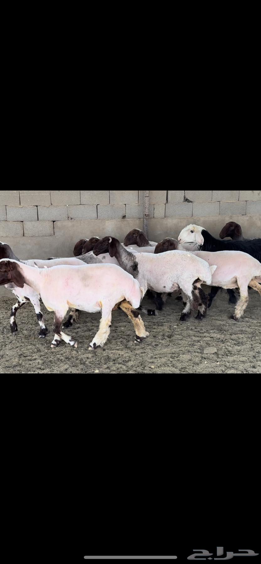 غنم نعيم صنف63679744318851113