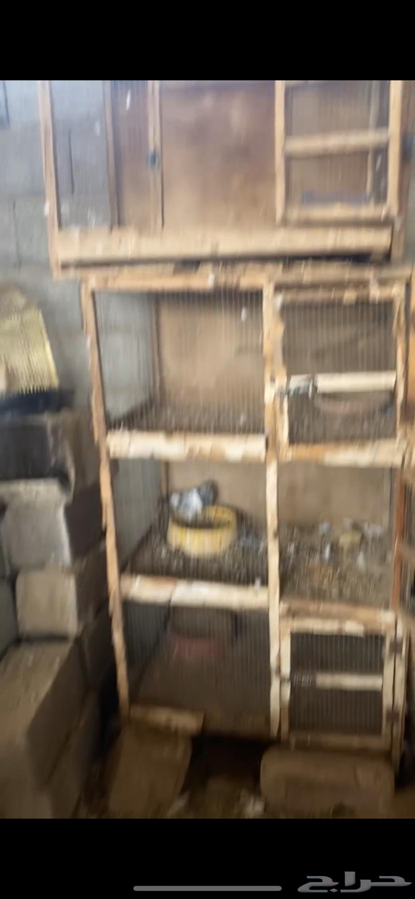 محاكر وحمام للبيع مشاءلله63678832472451110