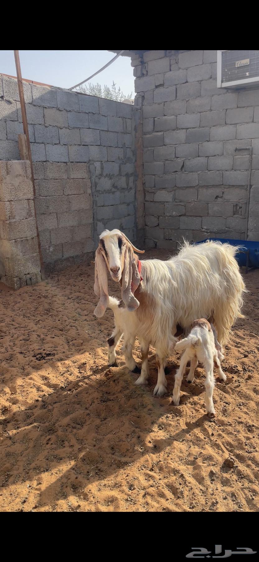 Goat with kids (Sold)63699007522434110