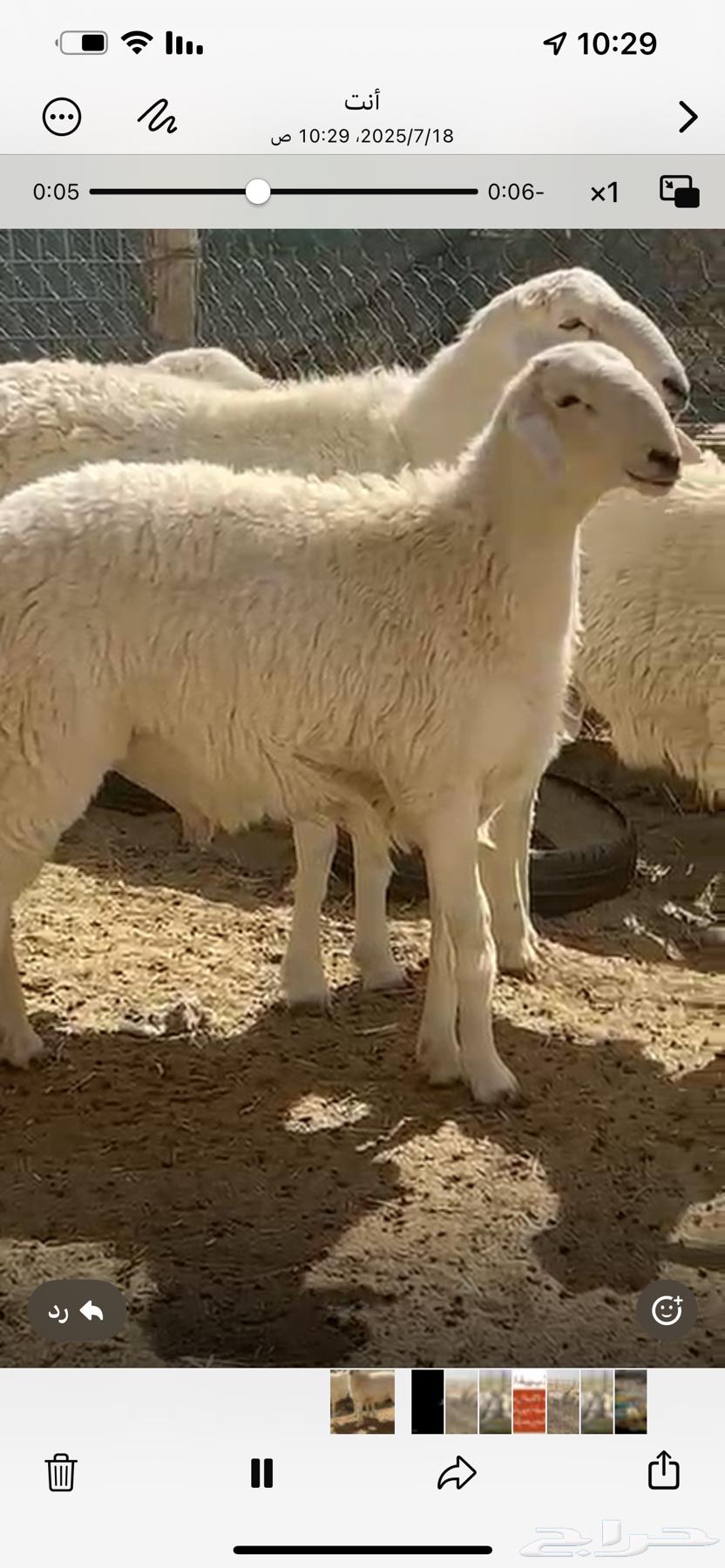 فحل حري صنف فاخر63678744274947113