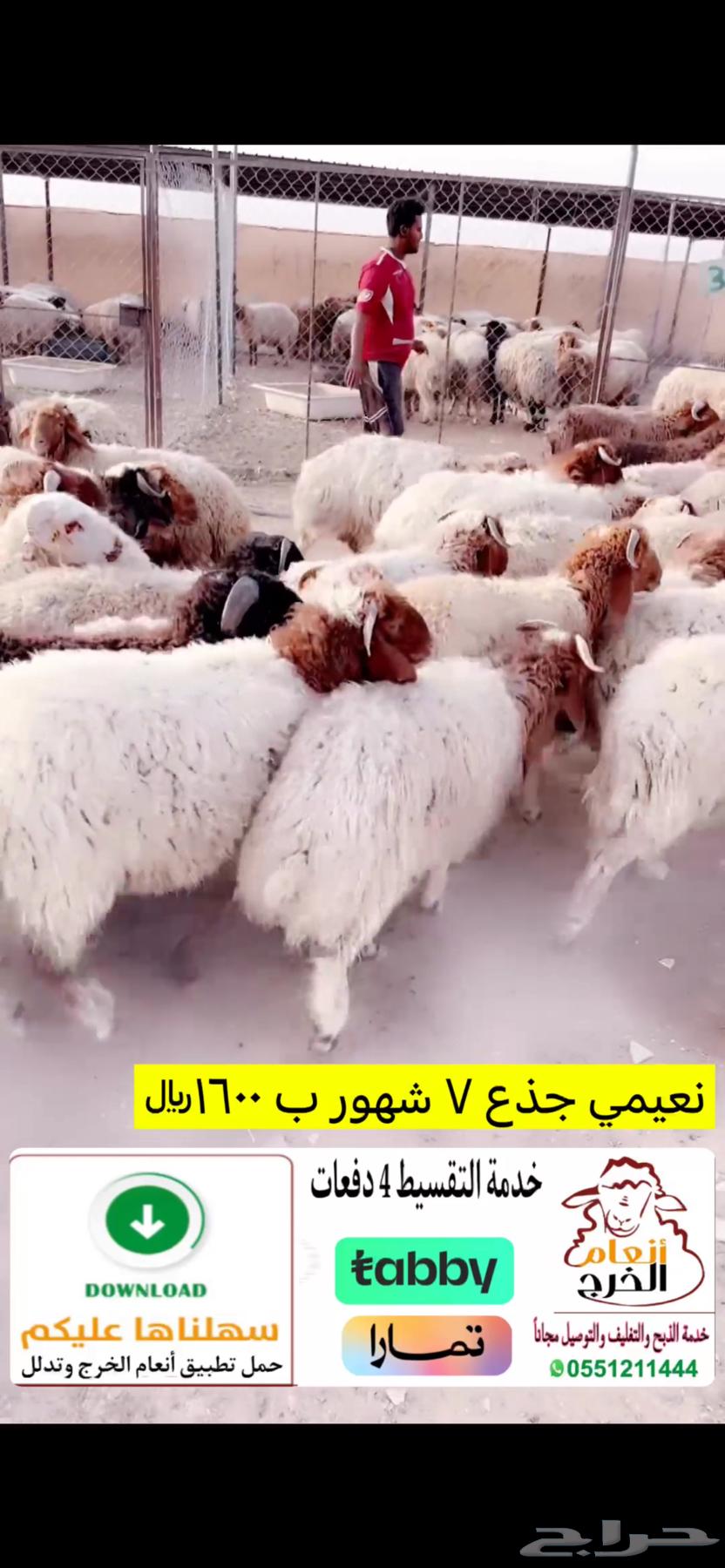 Naeemi Trunk 160063679658159489110