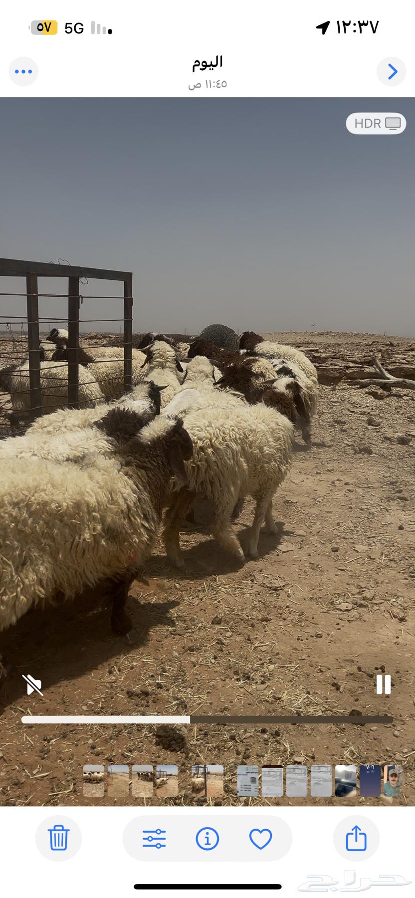 طليان نعيم فاخره63679655782914113