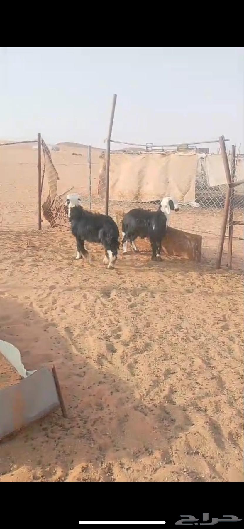 Sheep for sale63676377995393110