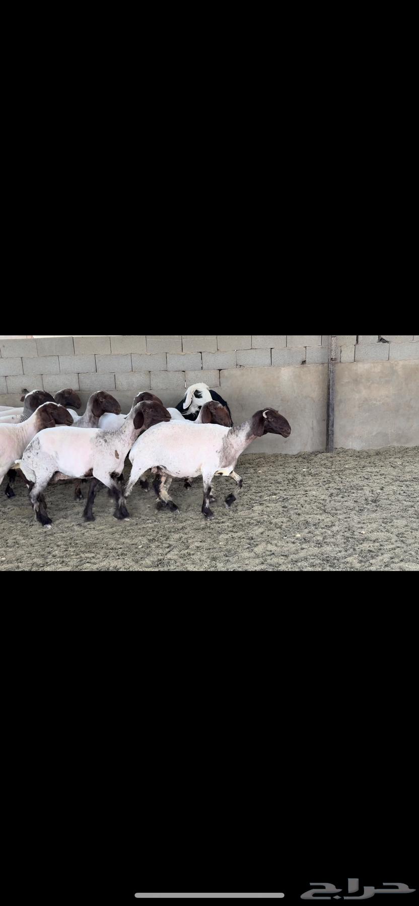 غنم نعيم صنف63679744318851112