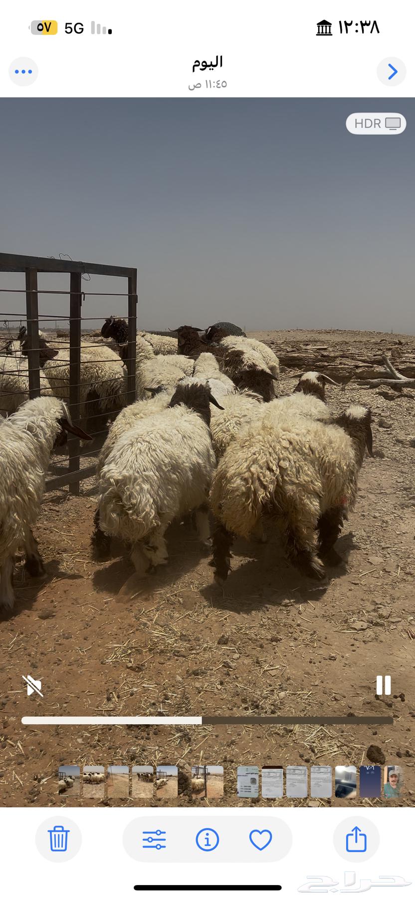 طليان نعيم فاخره63679655782914110