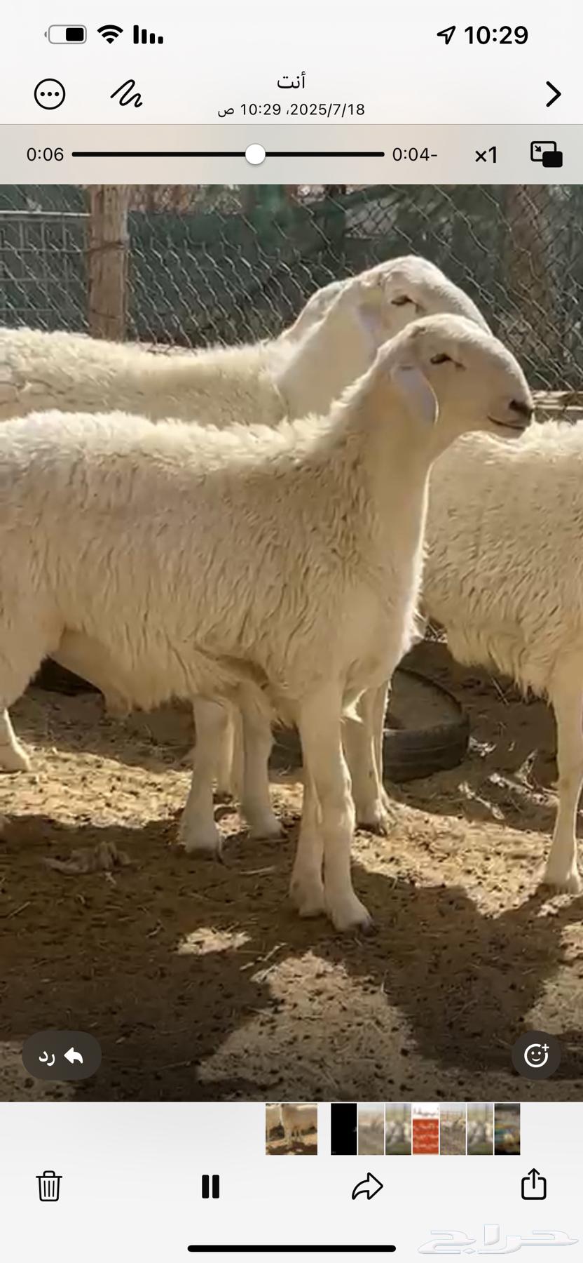 فحل حري صنف فاخر63678744274947111