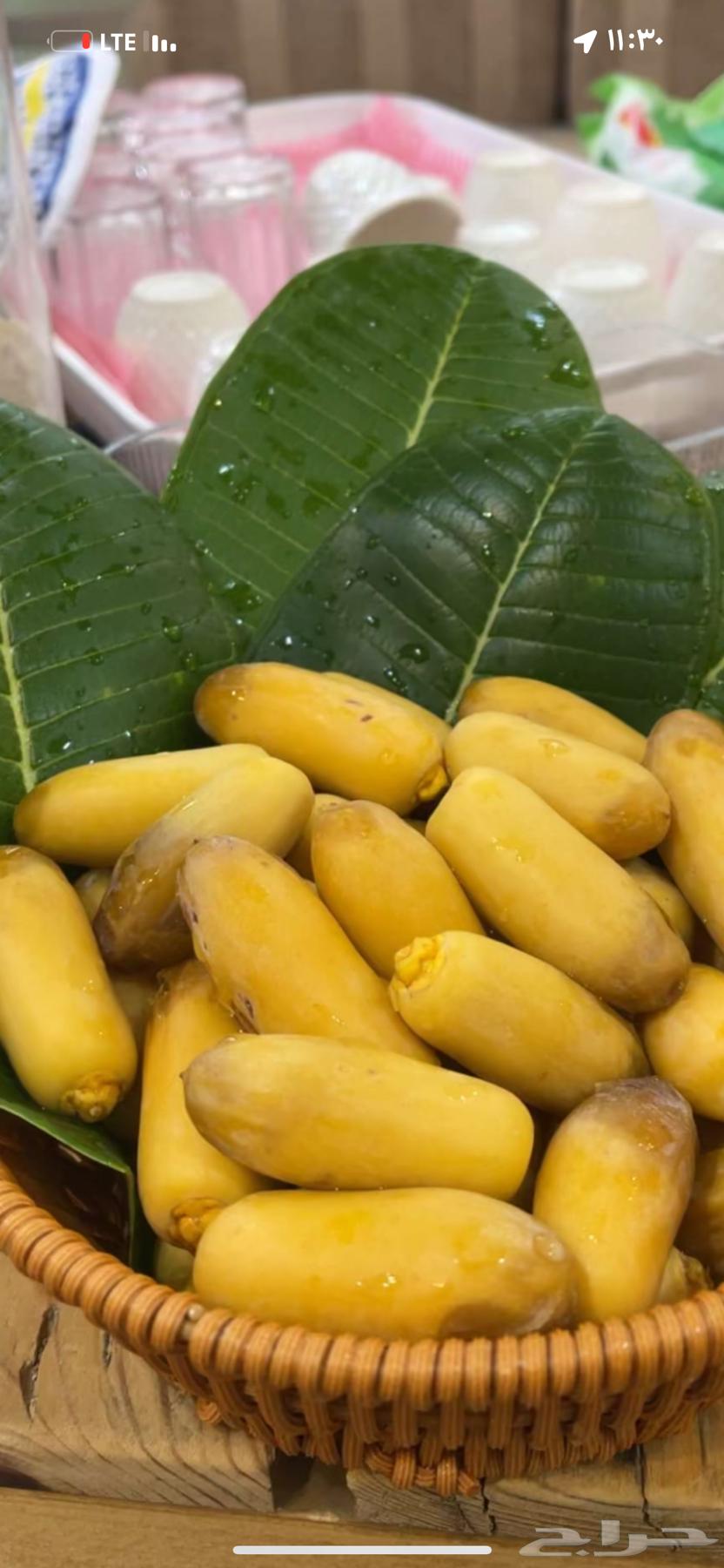 رطب فاخر من اهل النخل مباشر63679919236097111