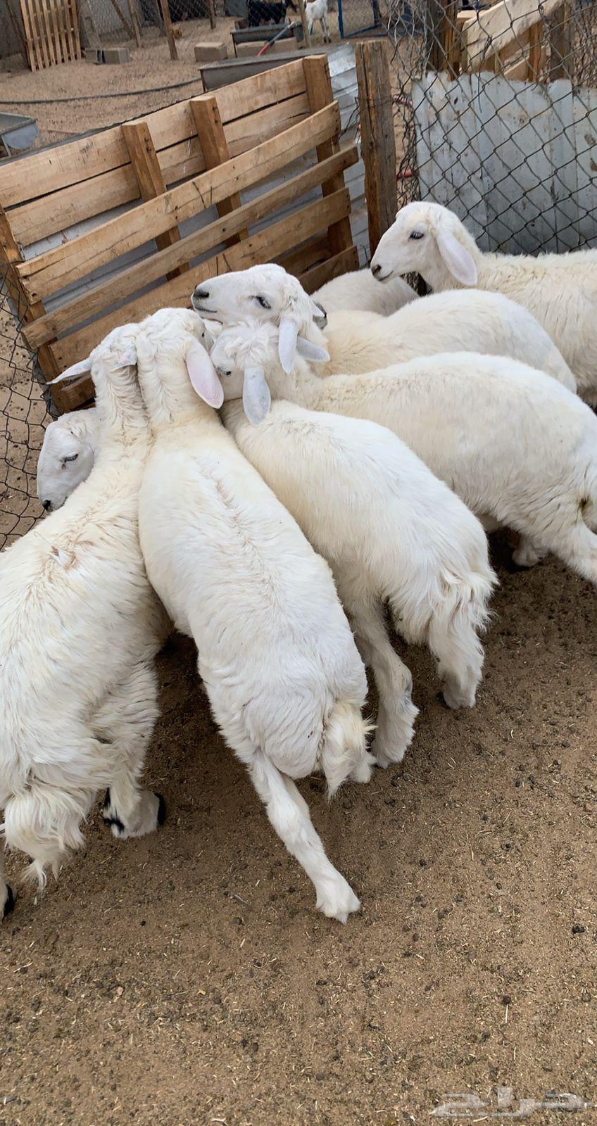 ذبايح للبيع طليان ورخال بريه ونظيفه مع خدمة السلخ والتوصيل63720574724353113
