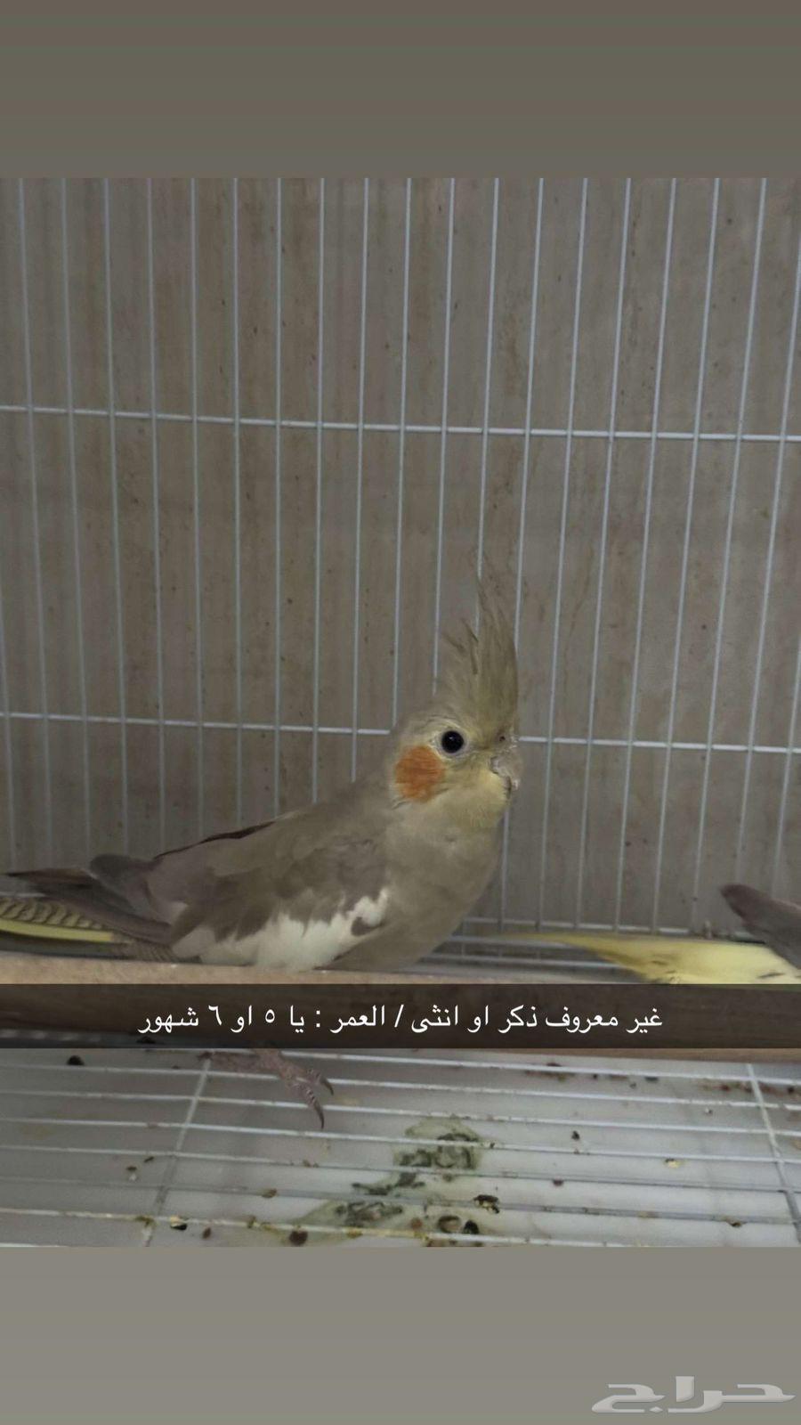 طيور الكروان ( كوكتيل )63699006824835110