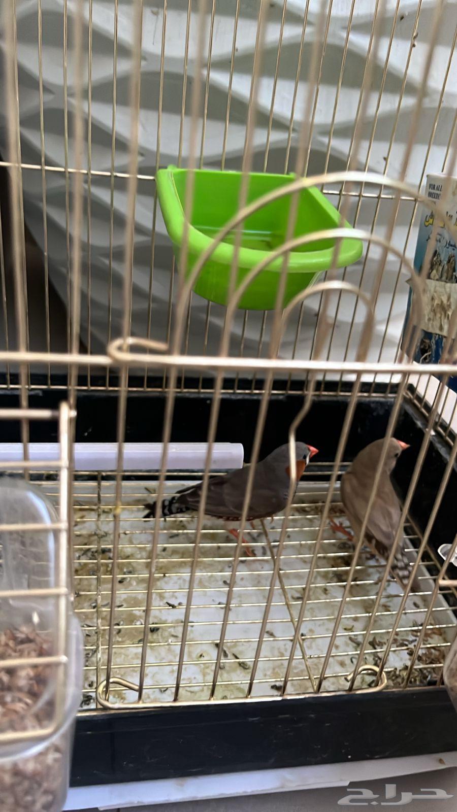 Zebra Birds63677260848899111