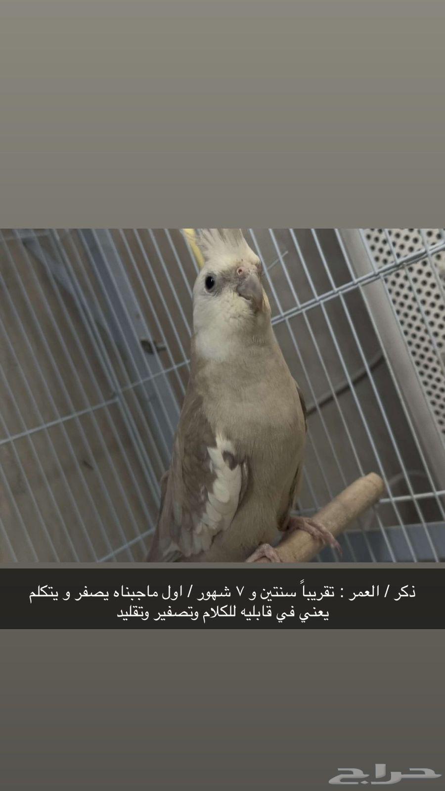طيور الكروان ( كوكتيل )63699006824835113