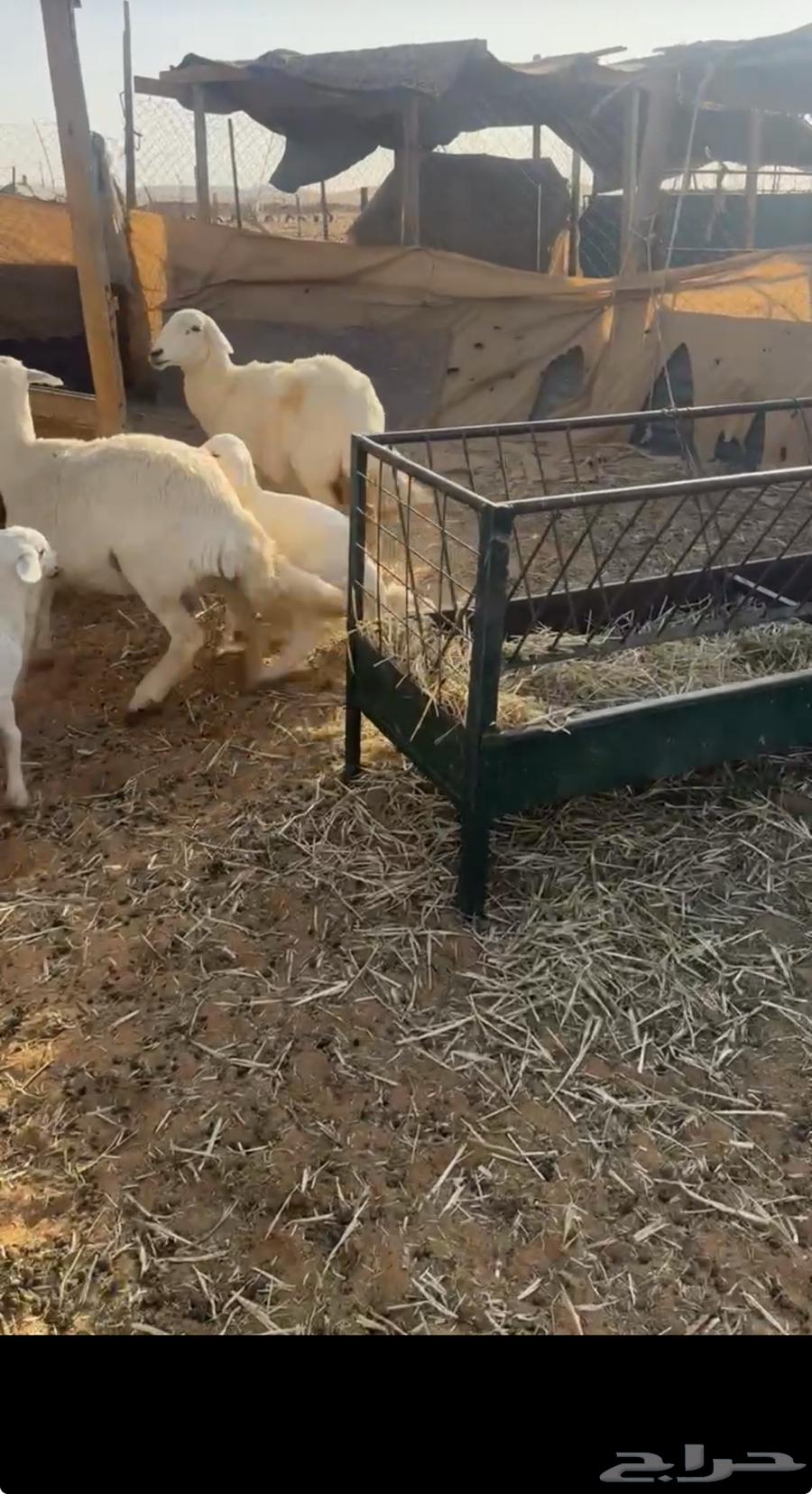 للبيع شاتين تحتها ثنين63677854229506110