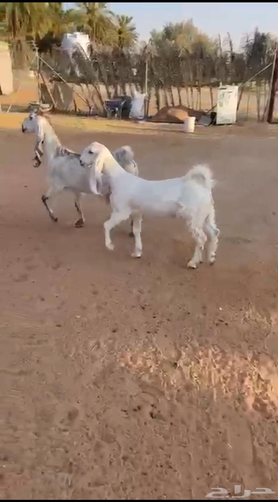 عنز هولندية متبع ( تم البيع )63679831482241110