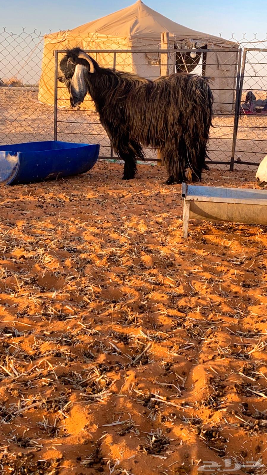 Ram for Sale, Good Breeder, Must Be Used for Breeding and Fighting63699428817923110