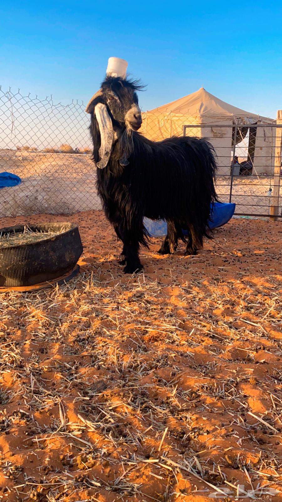 Ram for Sale, Good Breeder, Must Be Used for Breeding and Fighting63699428817923112