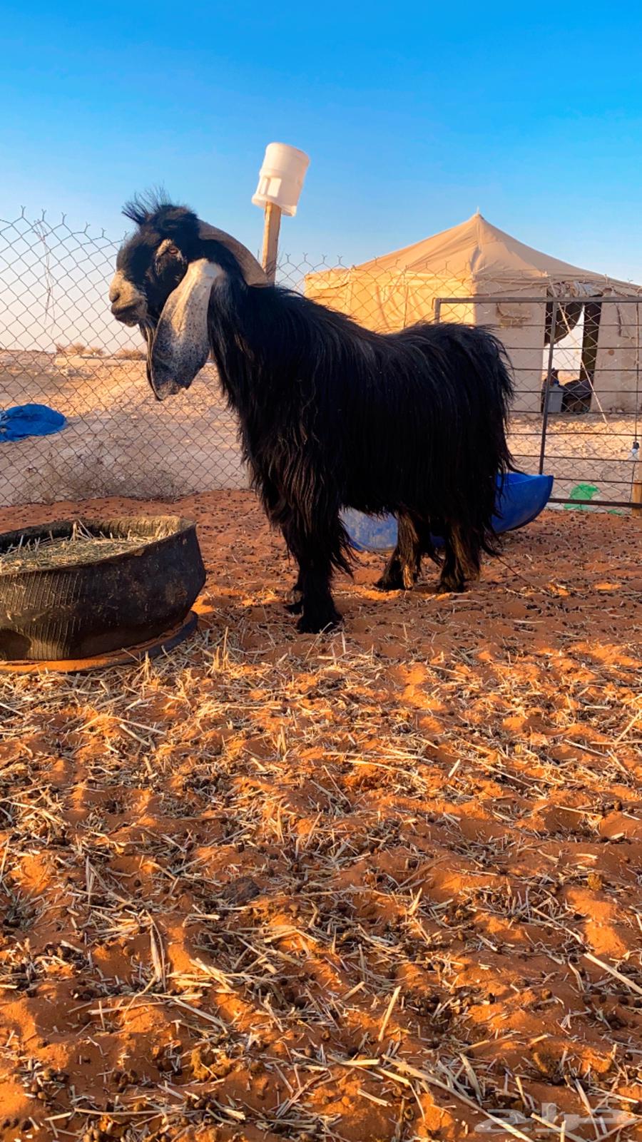 Ram for Sale, Good Breeder, Must Be Used for Breeding and Fighting63699428817923111