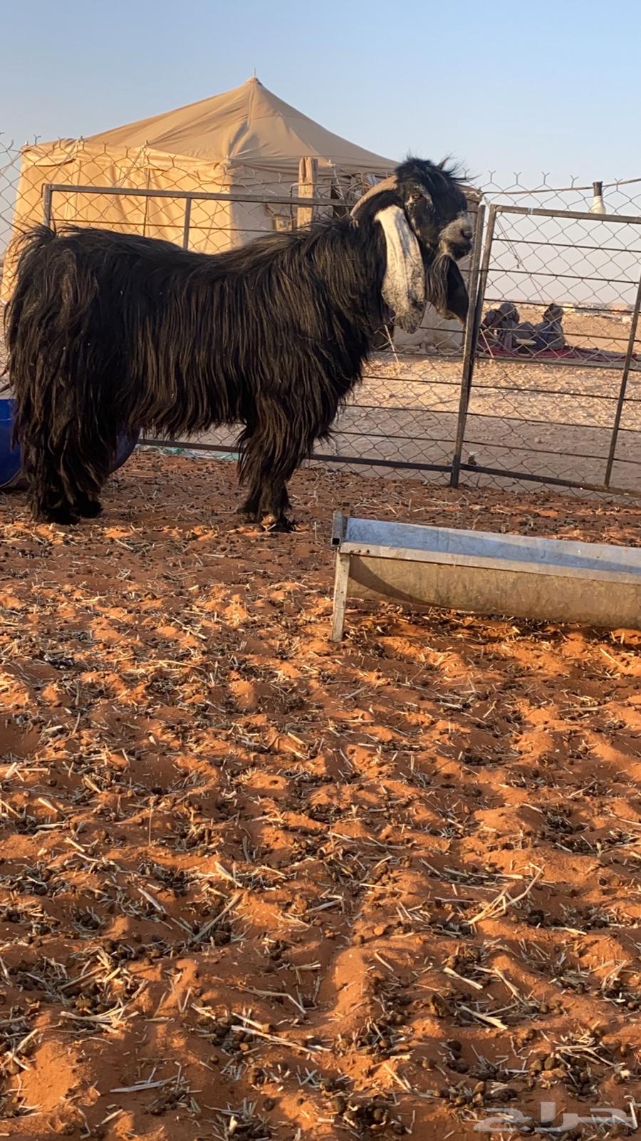 Ram for Sale, Good Breeder, Must Be Used for Breeding and Fighting63699428817923113