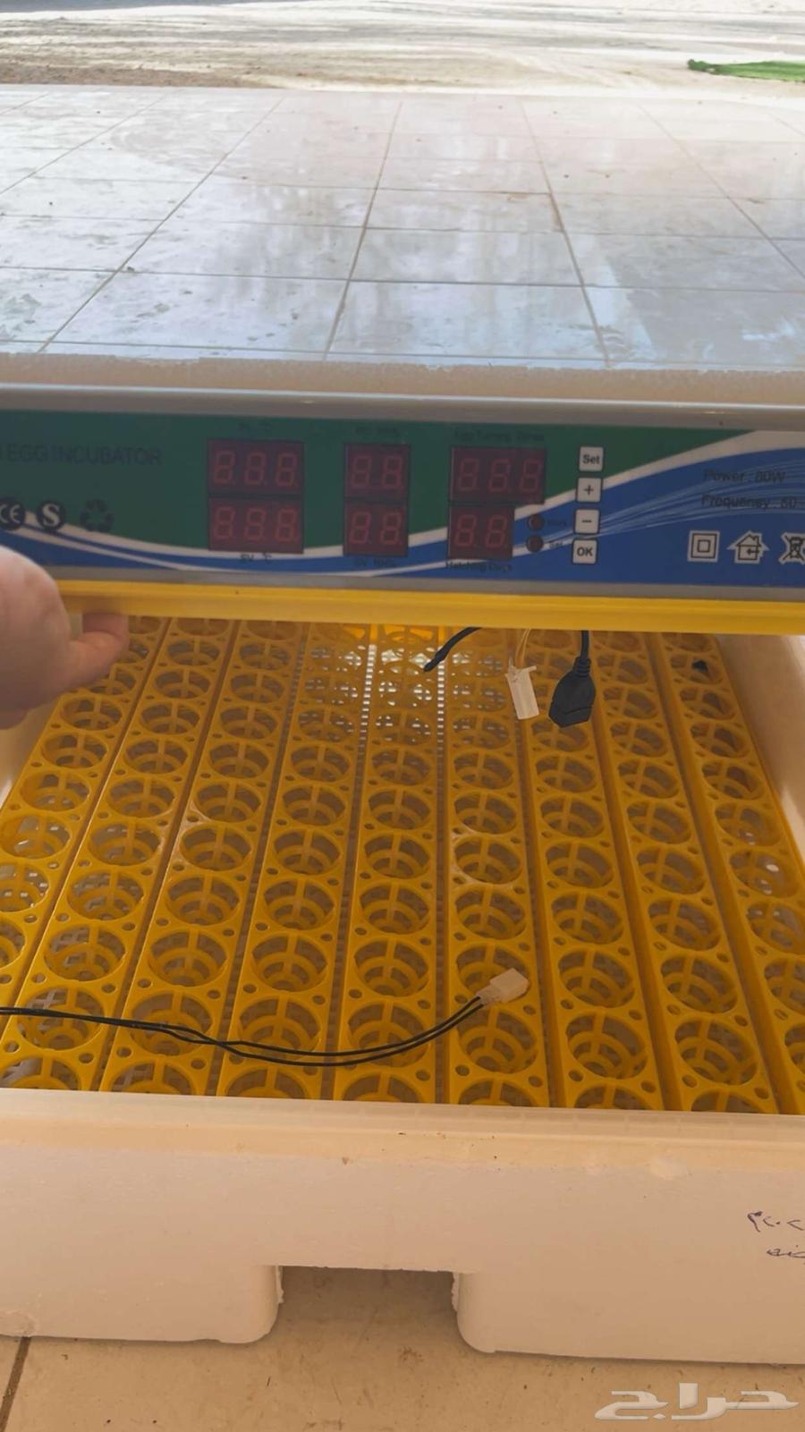 للبيع فقاصه98بيضه استعمال مره وحده وانتاج طيب63699428760707110