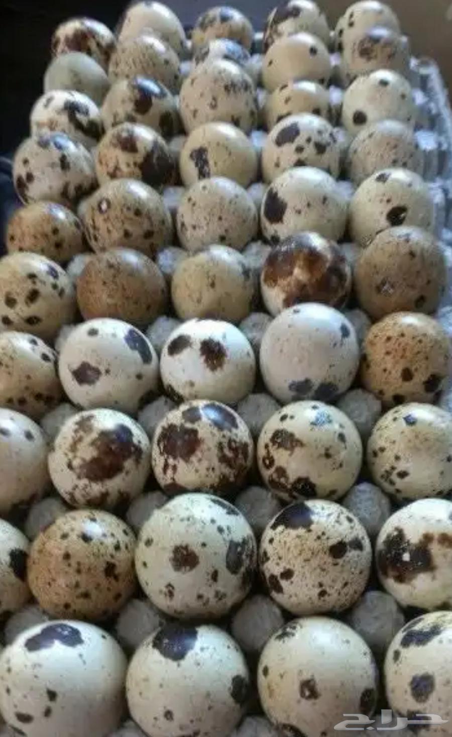 بيض سمان63699416128515110