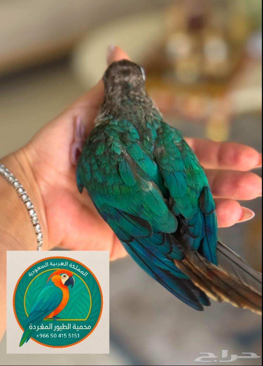 Singing Birds Sanctuary63699520577409110