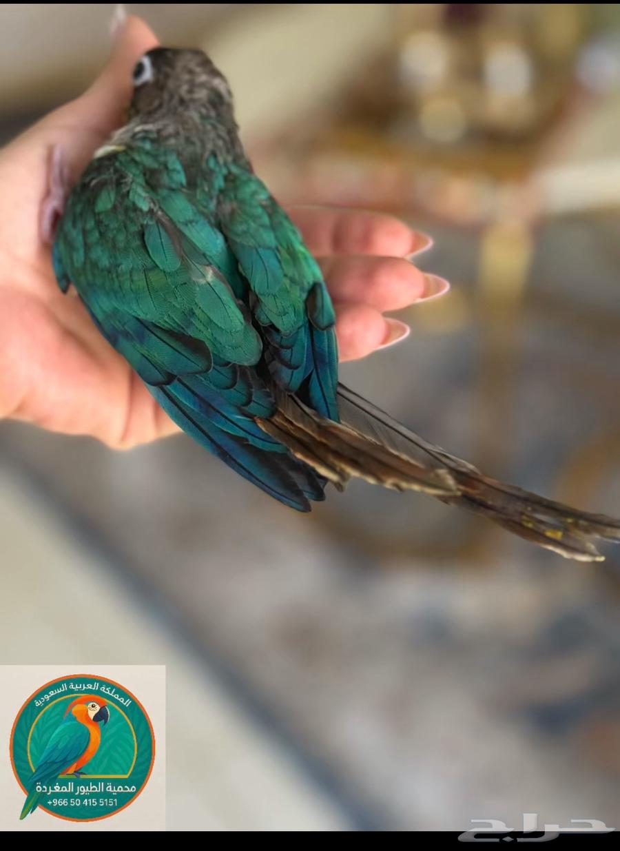 Singing Birds Sanctuary63699520577409112