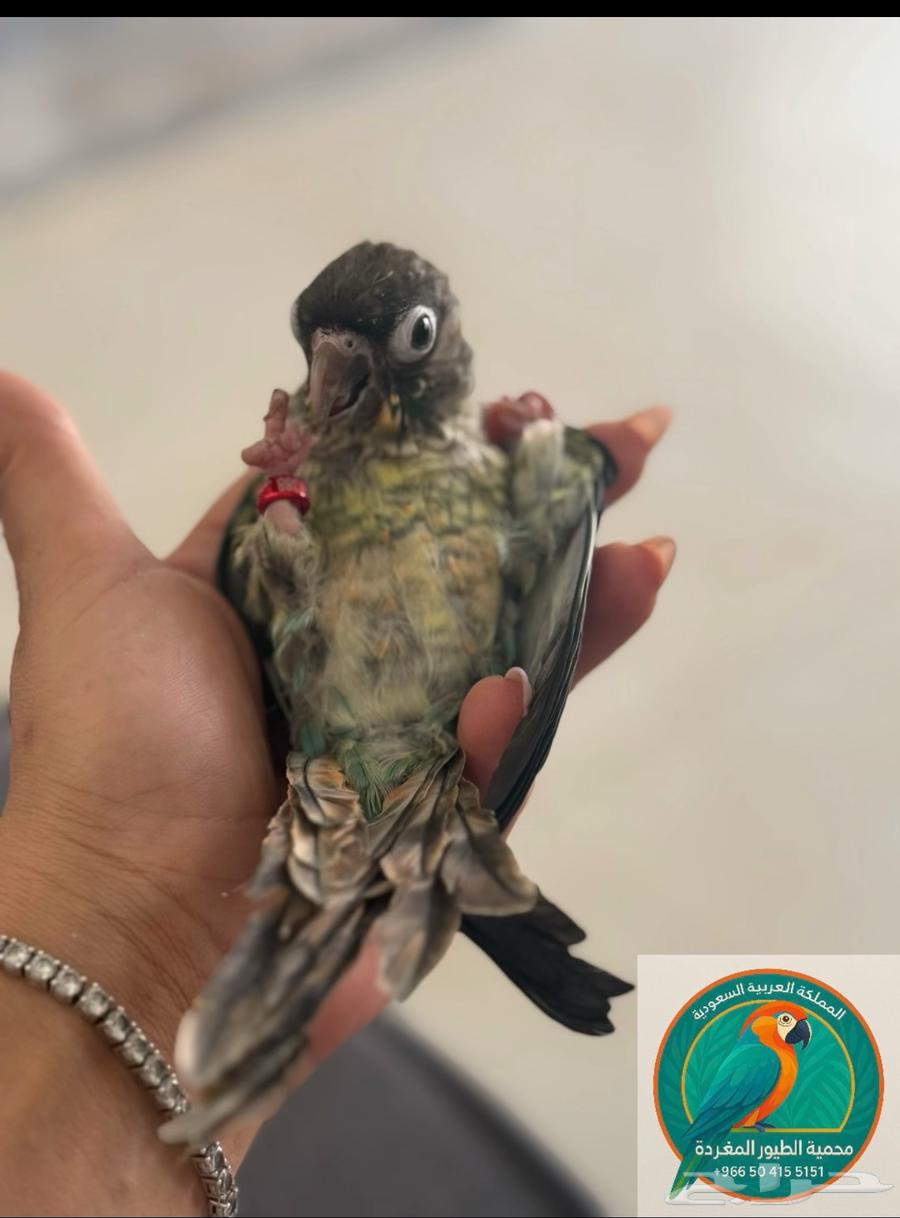 Singing Birds Sanctuary63699520577409113