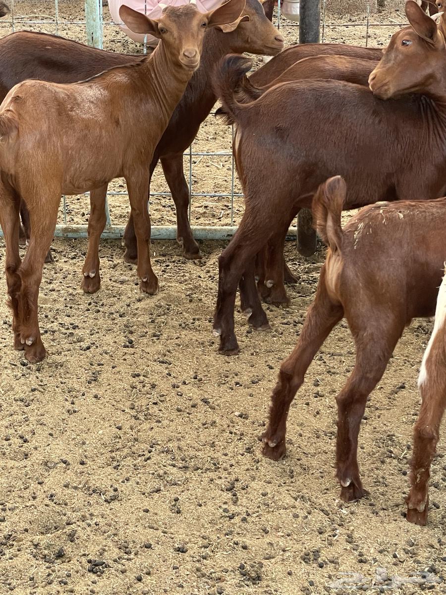 Goats for sale, high-quality, 4 months old, milk-fed, condition applies63699514791555110