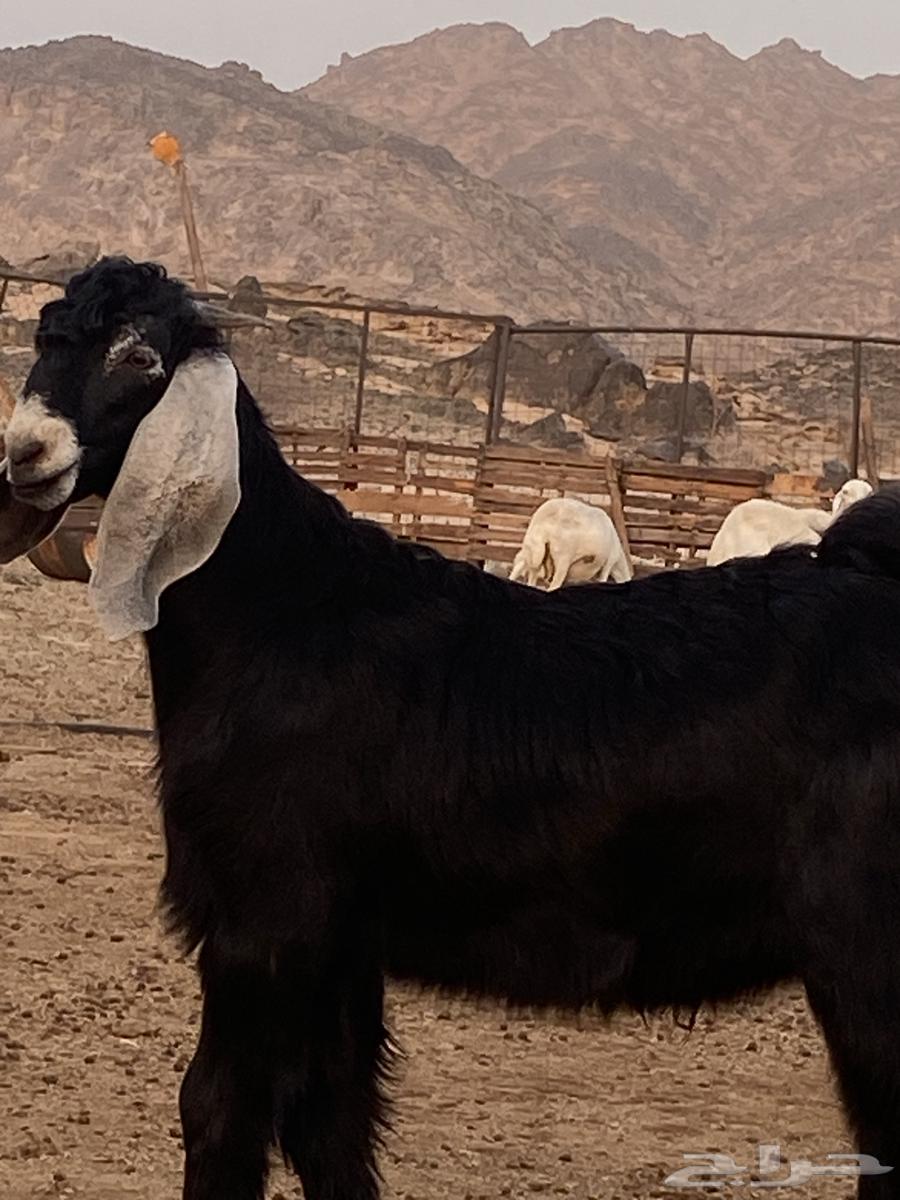 Temporary Stud Bull Project of Khaif Breed63699429234817114