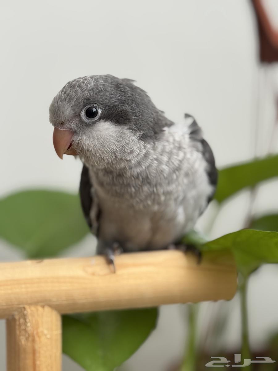 Quaker Gray63655710629635110