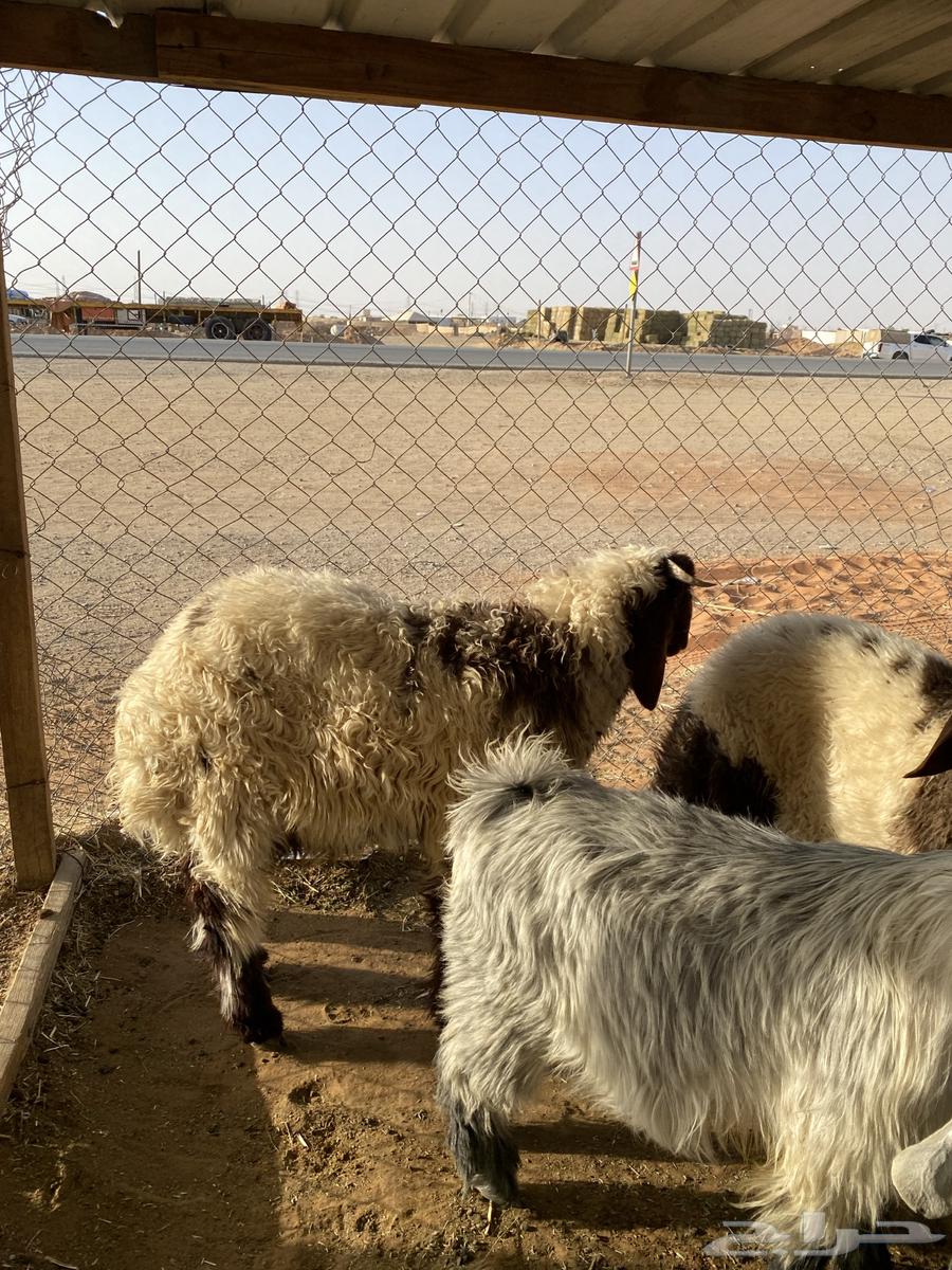 Luxury sheep, goats, and rams for sale63699429399041112