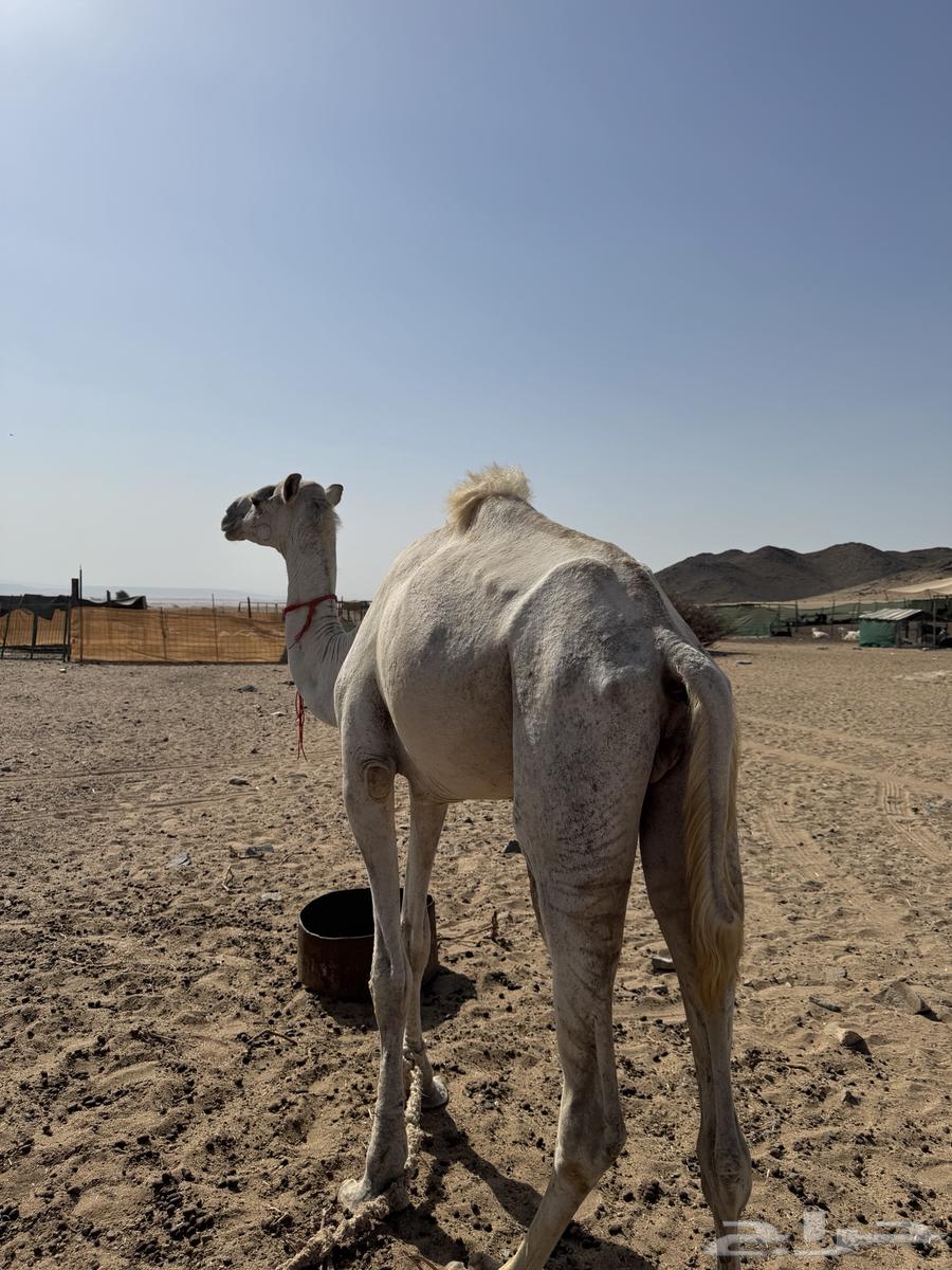قعود ركبي للبيع63699312176771112