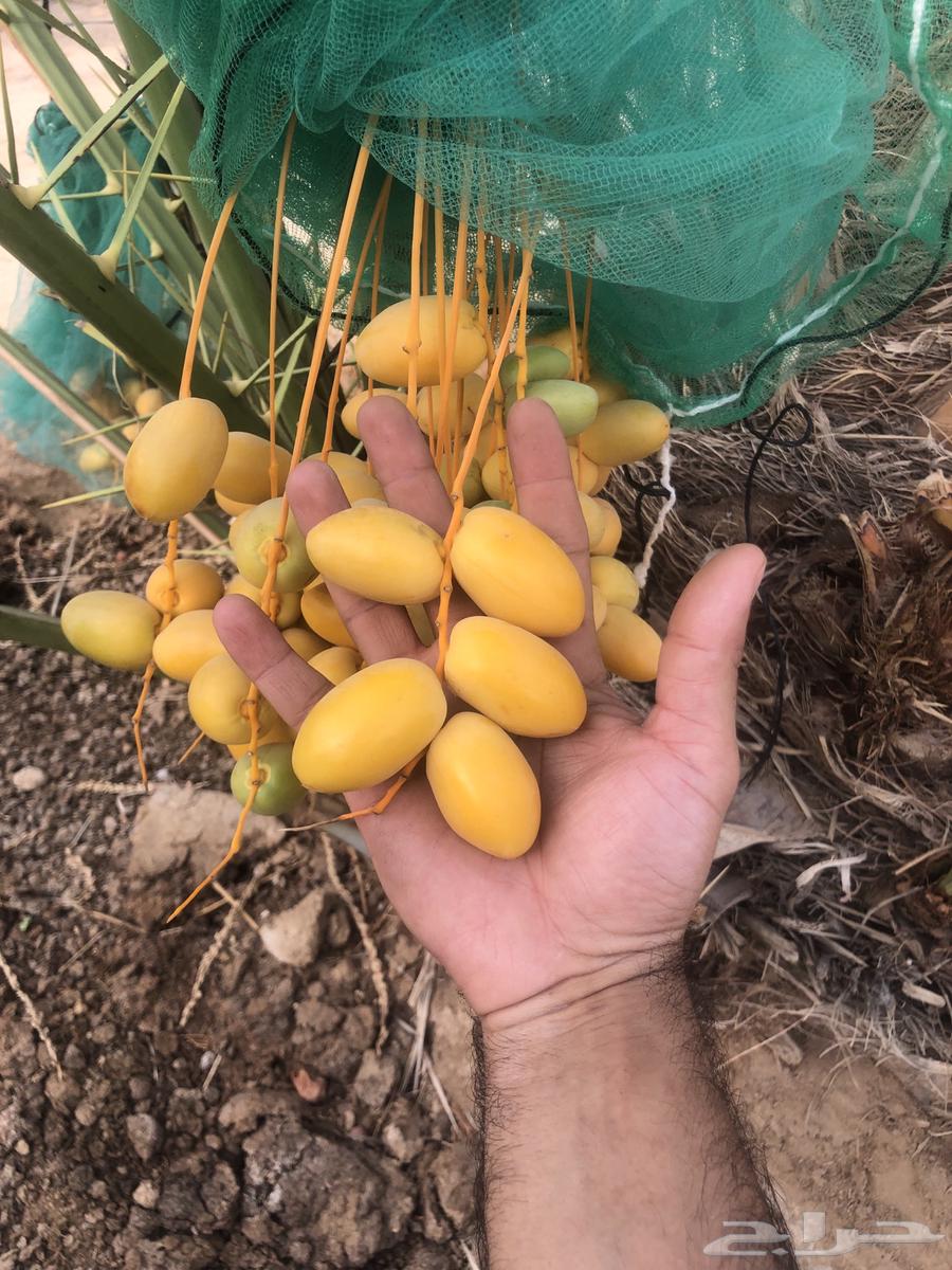 Khuzaymi date saplings for sale63699415142915110