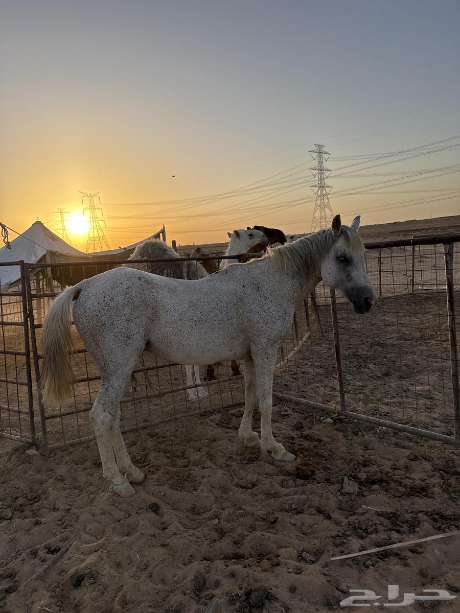 بريده اوثال63699429828866110