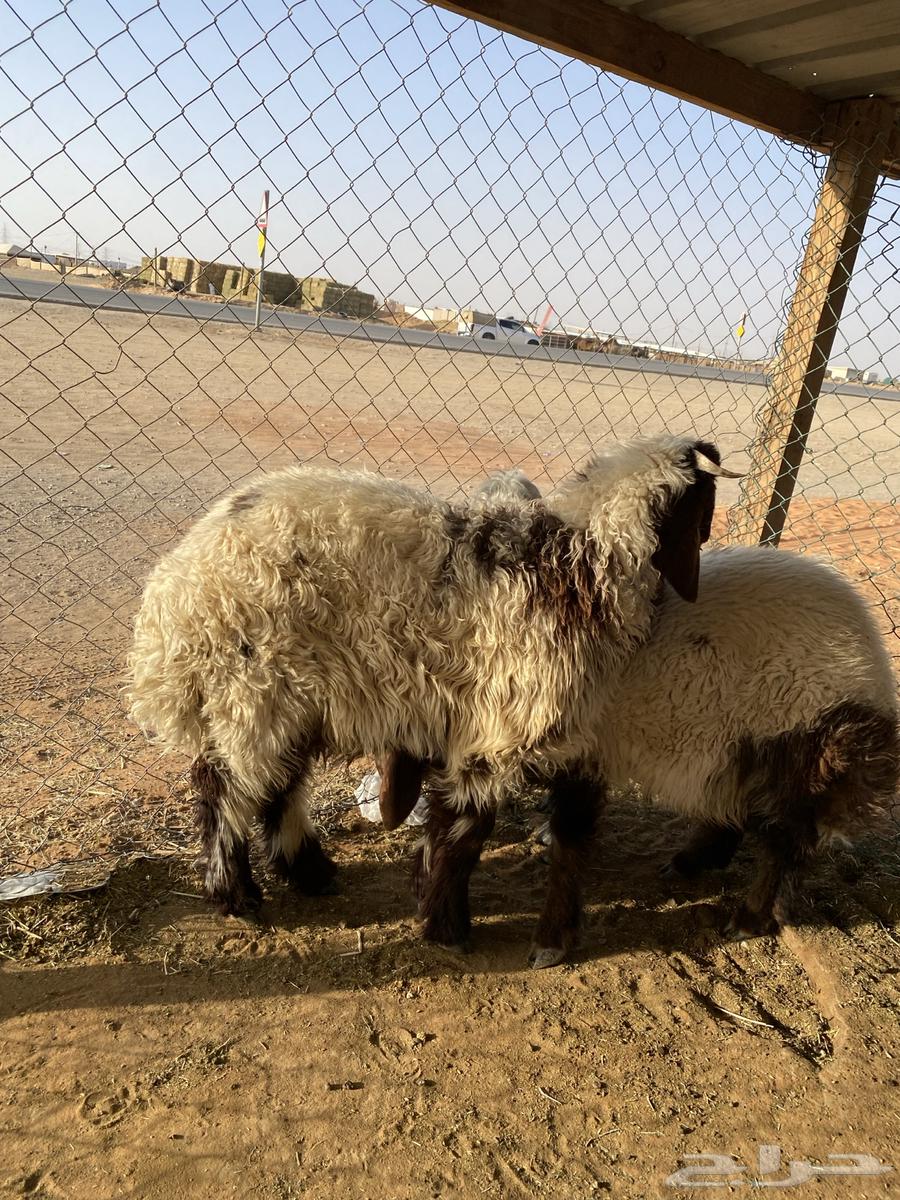 Luxury sheep, goats, and rams for sale63699429399041111