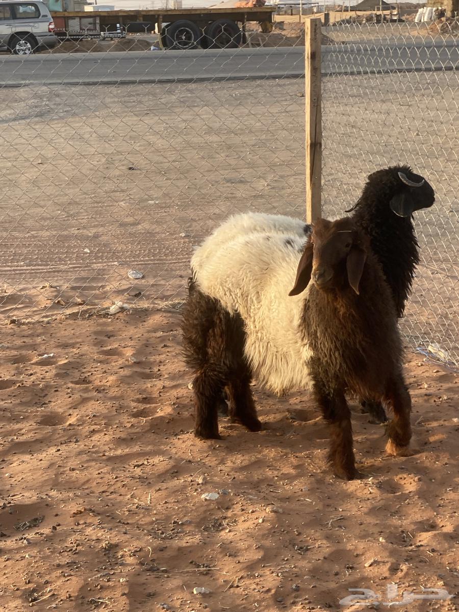 Luxury sheep, goats, and rams for sale63699429399041110