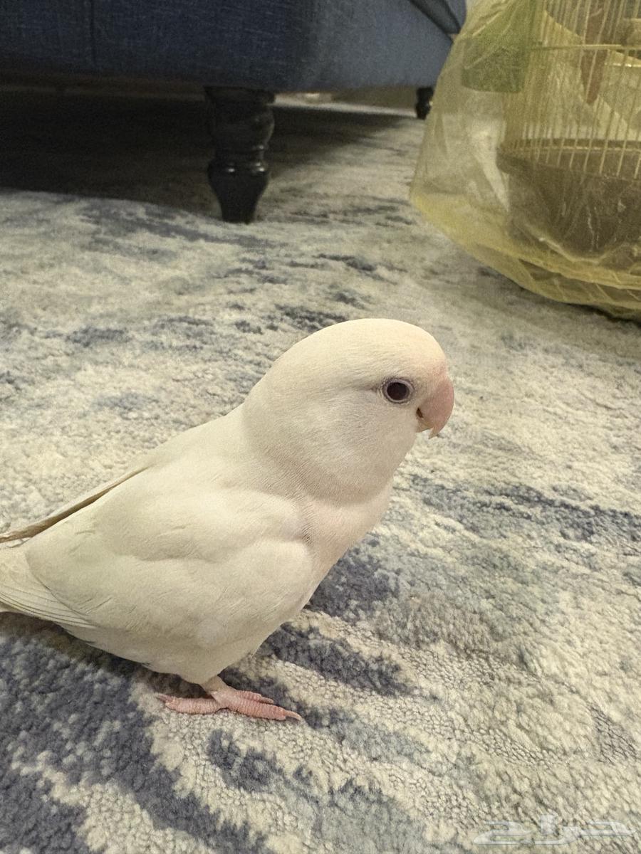 للبيع طيور البينو63699428729345114