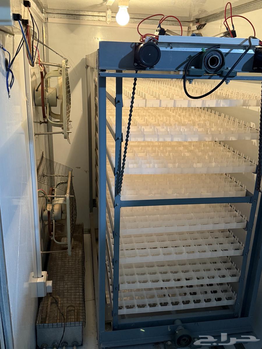 Tamayek incubator from Baher Lam'a, clean63699526530050111
