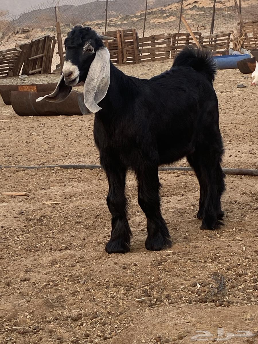 Temporary Stud Bull Project of Khaif Breed63699429234817113