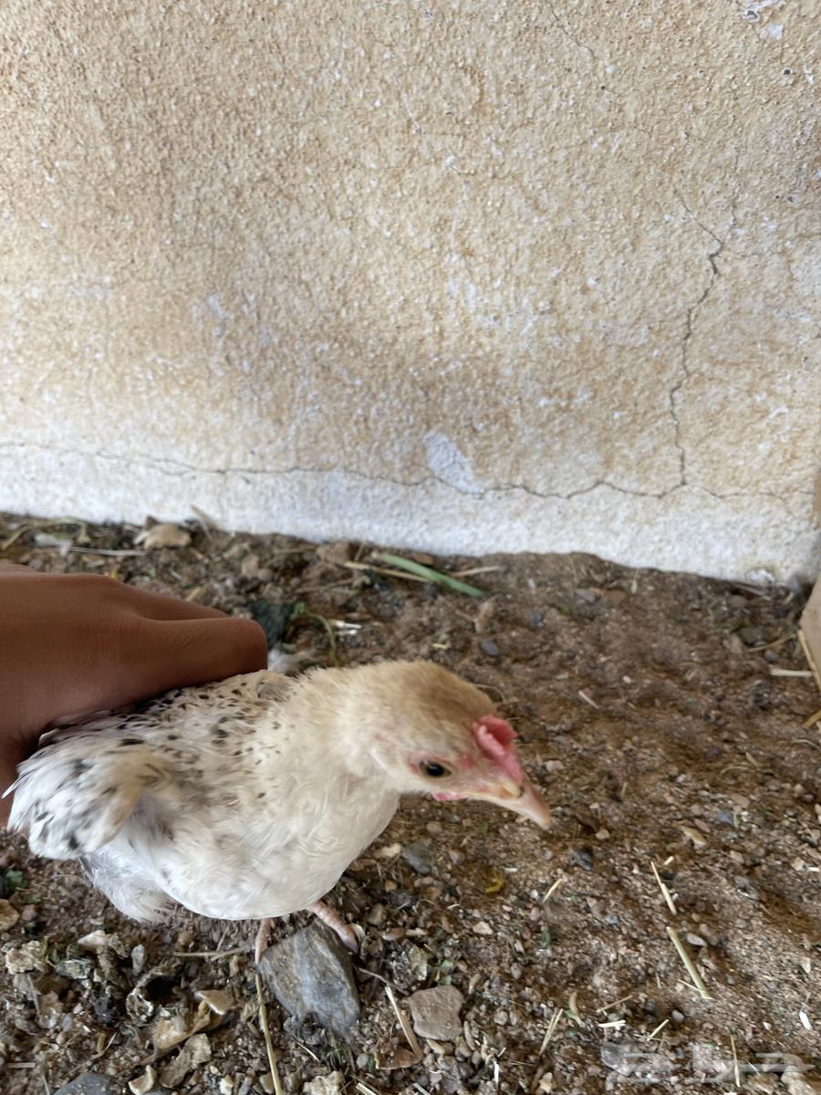 Frozen Chicken63699420544001113
