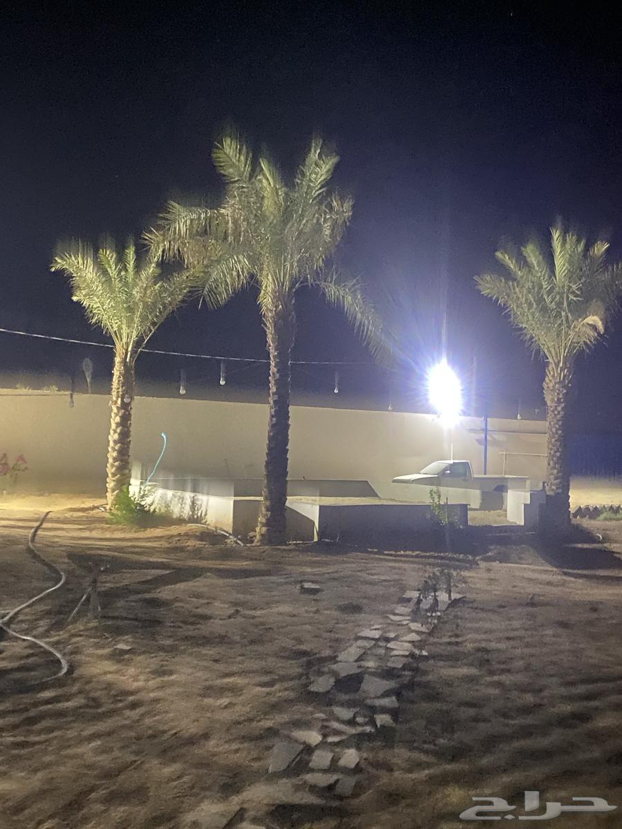 نخل طويل للبيع عدد 3 نخلات63699525754497110