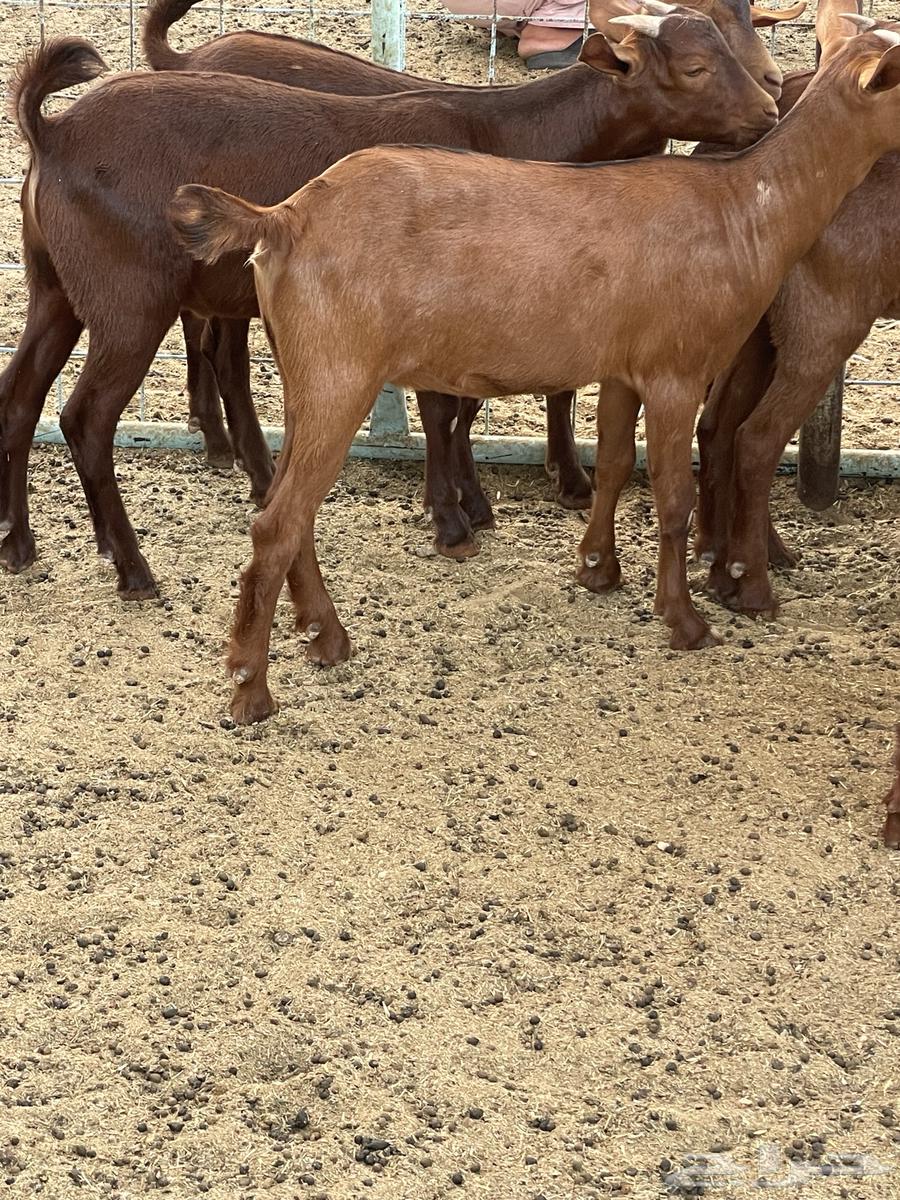 Goats for sale, high-quality, 4 months old, milk-fed, condition applies63699514791555111