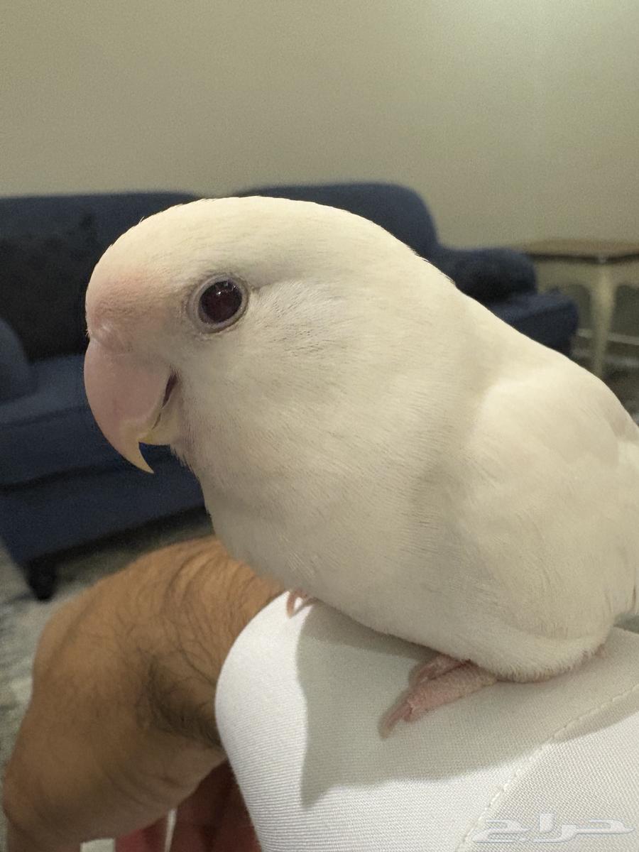 للبيع طيور البينو63699428729345110