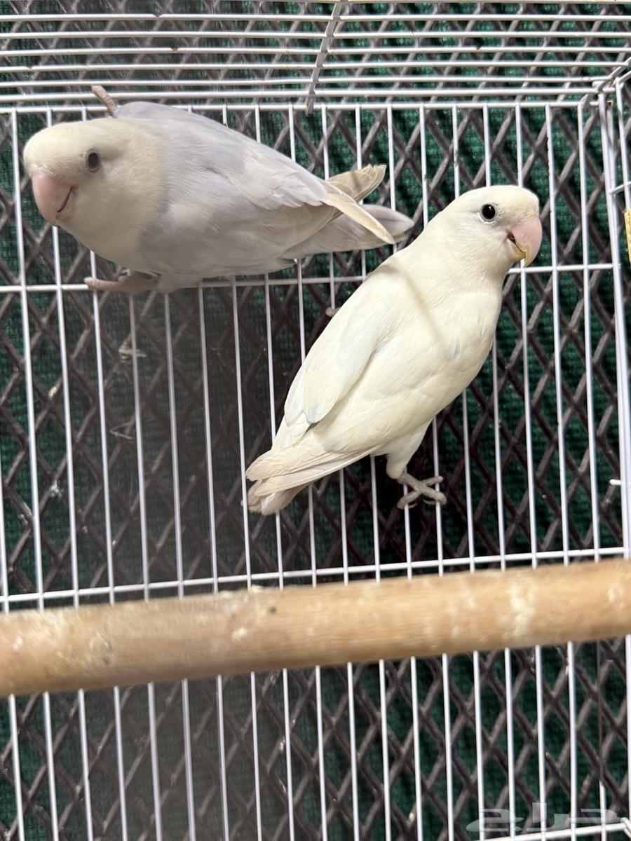 جوز روز منتج تم البيع63699426149121110