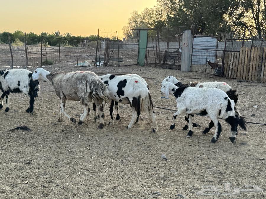 رخال خوات بعض. تم البيع63699317224323112