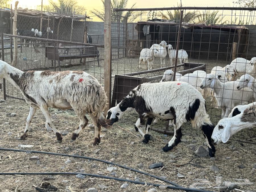 رخال خوات بعض. تم البيع63699317224323110