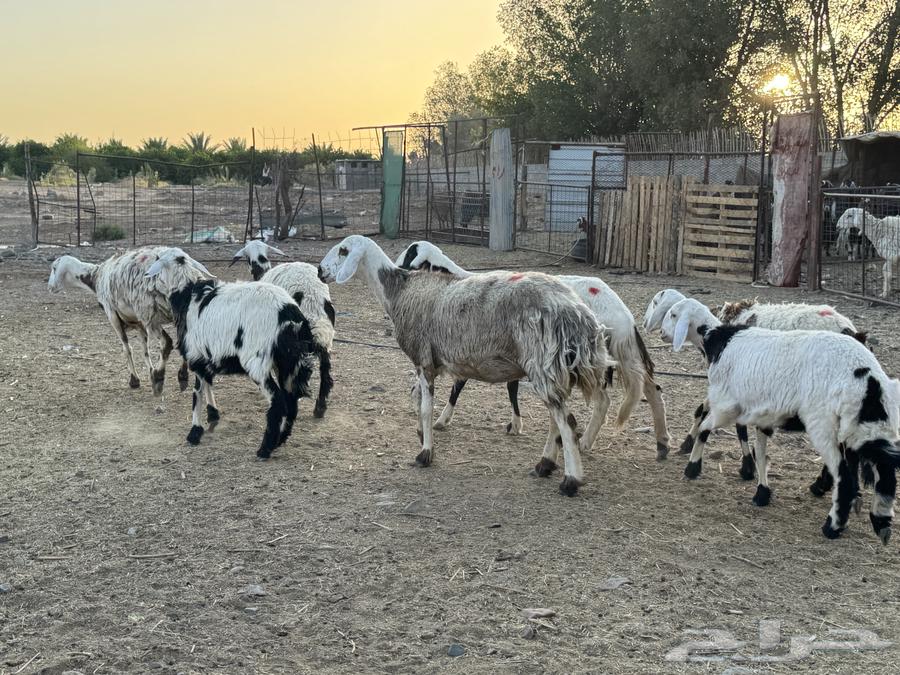 رخال خوات بعض. تم البيع63699317224323111