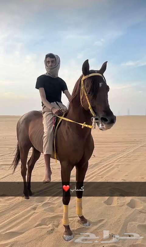حصان شعبي حار63699314513922111
